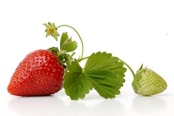 Strawberry Nutrition Facts, Health Benefits of Strawberries